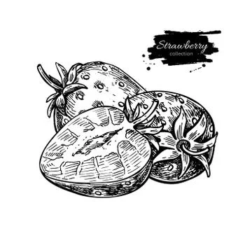Strawberry vector drawing. Isolated hand drawn berry, slice and leaf on whi.. Stock Illustration