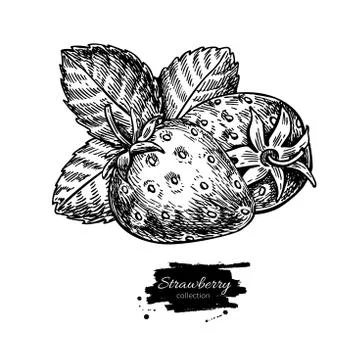 Strawberry vector drawing. Isolated hand drawn berry and leaf on Stock Illustration