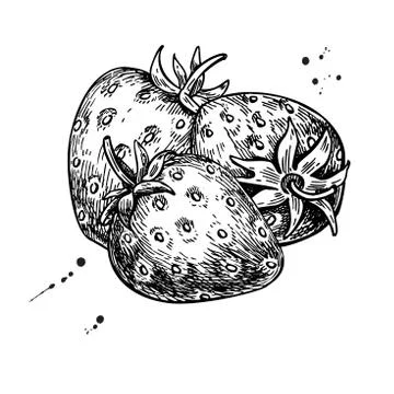 Strawberry vector drawing. Isolated hand drawn berry on white ba Stock Illustration