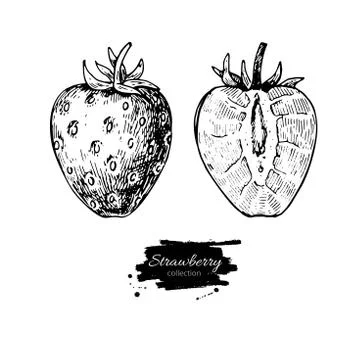 Strawberry vector drawing set. Isolated hand drawn berry on whit Stock Illustration