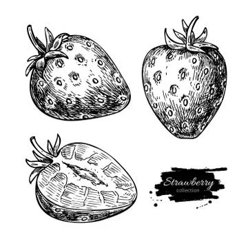 Strawberry vector drawing set. Isolated hand drawn berry and  sl Stock Illustration
