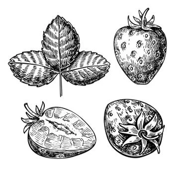 Strawberry vector drawing set. Isolated hand drawn berry, slice and leaf on.. Stock Illustration