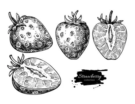 Strawberry vector drawing set. Isolated hand drawn berry and  sl Illustrazione stock