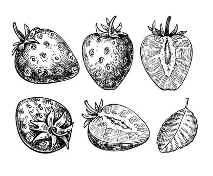 Strawberry vector drawing set. Isolated hand drawn berry, slice Stock Illustration