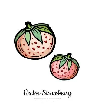 Strawberry vector isolated. Pink berries hand drawn illustration Trendy food  Stock Illustration