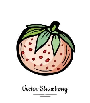Strawberry vector isolated. Pink berry hand drawn illustration. Trendy food v Stock Illustration