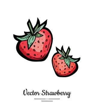 Strawberry vector isolated. Red berries hand drawn illustration. Trendy food  Stock Illustration