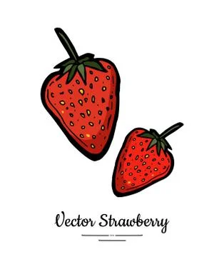 Strawberry vector isolated. Red berries hand drawn illustration. Trendy food  Stock Illustration