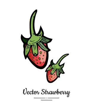 Strawberry vector isolated. Red berries hand drawn illustration. Trendy food  Stock Illustration