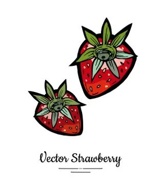 Strawberry vector isolated. Red berries hand drawn illustration. Trendy food  Stock Illustration