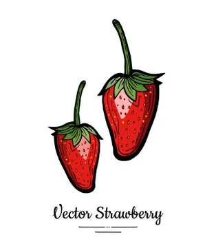 Strawberry vector isolated. Red berries hand drawn illustration. Trendy food  Stock Illustration
