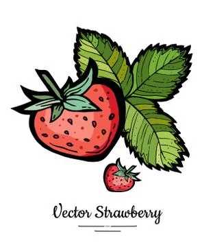Strawberry vector isolated. Red berries hand drawn illustration. Trendy food  Stock Illustration