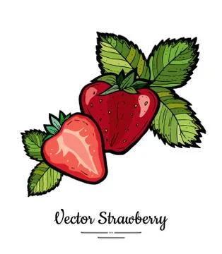 Strawberry vector isolated. Red berries hand drawn illustration. Trendy food  Stock Illustration