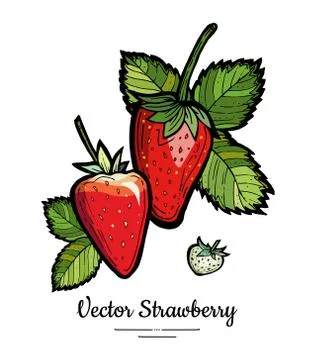 Strawberry vector isolated. Red berries hand drawn illustration. Trendy food  Stock Illustration