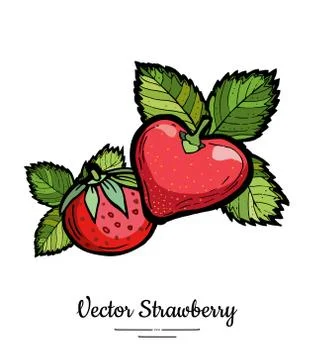 Strawberry vector isolated. Red berries hand drawn illustration. Trendy food  Stock Illustration