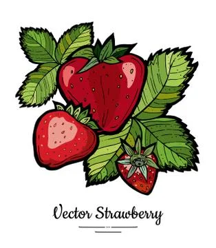 Strawberry vector isolated. Red berries hand drawn illustration. Trendy food  Stock Illustration