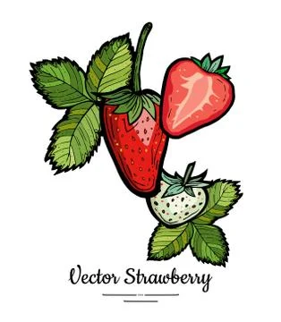 Strawberry vector isolated. Red berries hand drawn illustration. Trendy food  Stock Illustration
