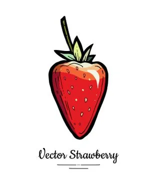 Strawberry vector isolated. Red berry hand drawn illustration. Trendy food ve Stock Illustration