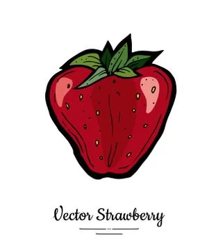 Strawberry vector isolated. Red berry hand drawn illustration. Trendy food ve Stock Illustration