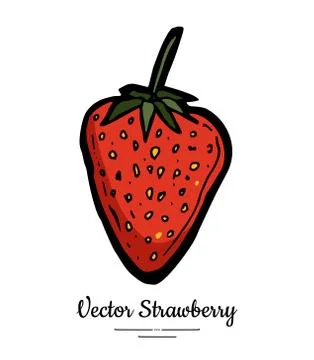 Strawberry vector isolated. Red berry hand drawn illustration. Trendy food ve Stock Illustration