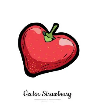 Strawberry vector isolated. Red berry hand drawn illustration. Trendy food ve Stock Illustration