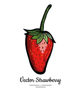 Strawberry vector isolated. Red berry hand drawn illustration. Trendy food ve Stock Illustration