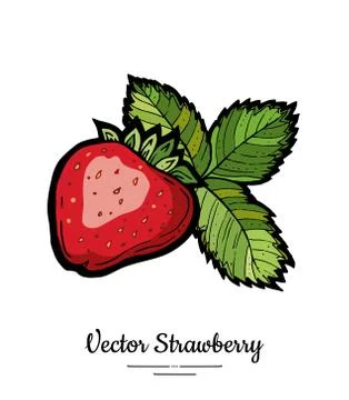 Strawberry vector isolated. Red berry hand drawn illustration. Trendy food ve Stock Illustration