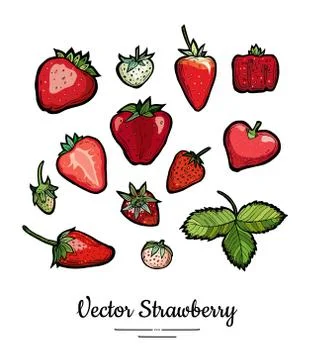 Strawberry vector isolated. Red, white fruits collection hand drawn set. Tren Stock Illustration