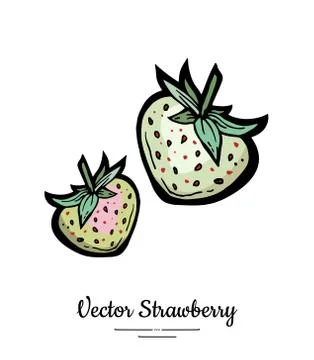 Strawberry vector isolated white berries hand drawn illustration Trendy food  Stock Illustration