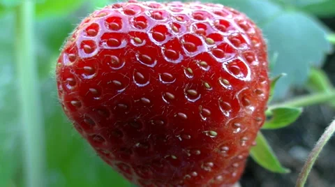 Strawberry  very close up - 02 動画素材 39381075