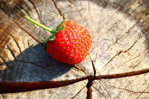 A strawberry on a weathered tree trunk Stock Photos