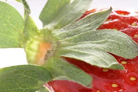 Strawberry on white background Stock Photos