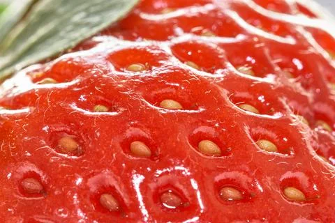 Strawberry on white background Stock Photos