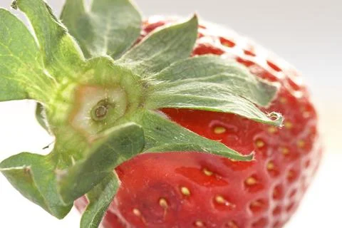 Strawberry on white background Stock Photos