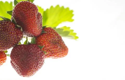 Strawberry on a white background Stock Photos