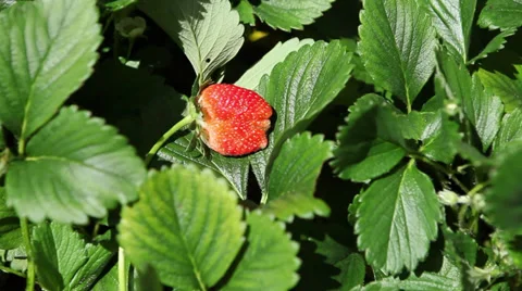 Strawberry1 Video stock 32328163
