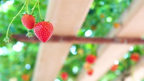 Strawberry2 Stock Footage 150240300