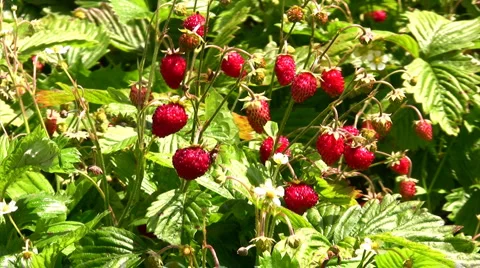 Strawberrys  field 스톡 동영상 1218042