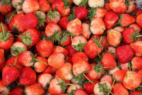 Strawberry's fleet includes many pre-sold. Stock-Fotos