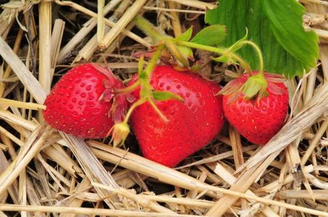 Strawberrys Stock Photos