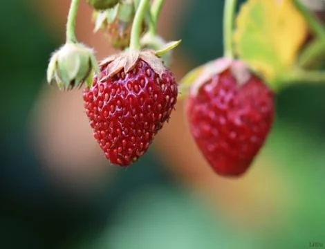 Strawberrys Stock Photos