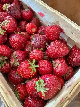 Strawberrys Stock Photos