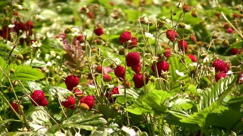 Strawberrys time 스톡 동영상 1218030