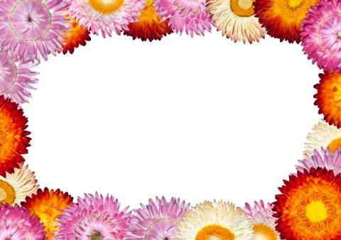 Strawflower Frame with White Background Stock Photos