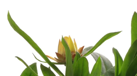 Strawflower Timelapse Stock Footage 38977771