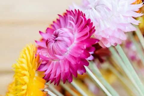 Strawflowers Stock Photos