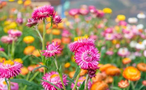 Strawflowers Foto stock