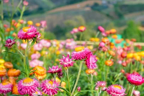 Strawflowers Foto stock
