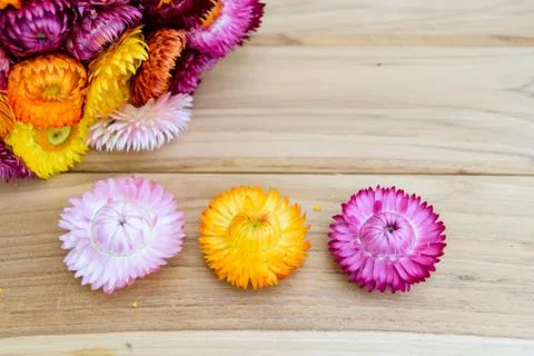 Strawflowers Stock Photos
