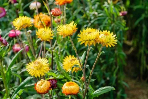 Strawflowers Foto stock